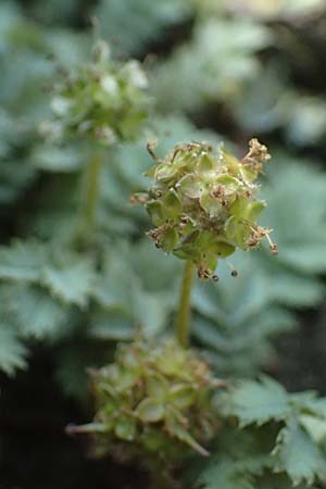 Acaena caesiiglauca \ Blaugraues Stacheln�sschen / Silver New Zealand Burr, D Essen 21.6.2025