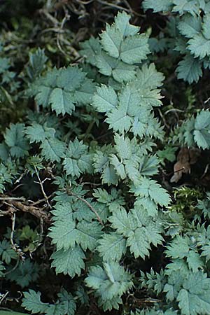 Acaena caesiiglauca \ Blaugraues Stacheln�sschen / Silver New Zealand Burr, D Essen 21.6.2025