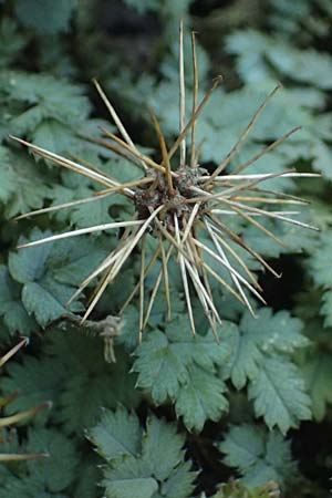 Acaena caesiiglauca \ Blaugraues Stacheln�sschen / Silver New Zealand Burr, D Essen 21.6.2025