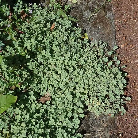Acaena caesiiglauca \ Blaugraues Stacheln�sschen / Silver New Zealand Burr, D Essen 21.6.2025