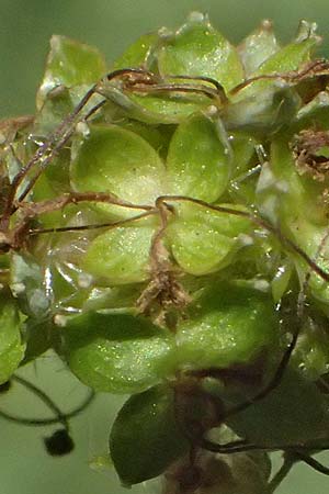 Acaena caesiiglauca \ Blaugraues Stacheln�sschen / Silver New Zealand Burr, D Essen 21.6.2025
