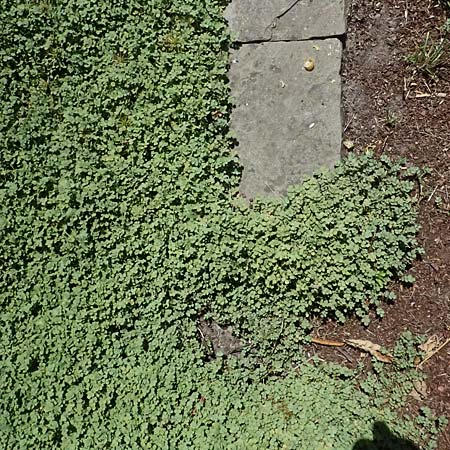 Acaena caesiiglauca \ Blaugraues Stacheln�sschen / Silver New Zealand Burr, D Essen 21.6.2025