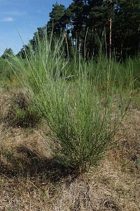 Cytisus multiflorus \ Vielbl�tiger Gei�klee / White Broom, D Frankfurt Airport 19.7.2025