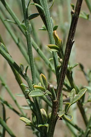 Cytisus multiflorus \ Vielbl�tiger Gei�klee / White Broom, D Frankfurt Airport 19.7.2025