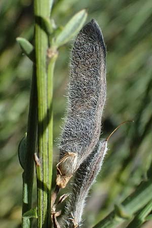 Cytisus multiflorus \ Vielbl�tiger Gei�klee / White Broom, D Frankfurt Airport 19.7.2025