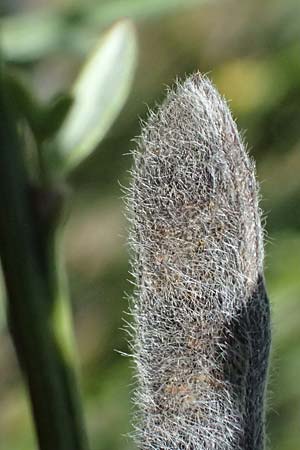 Cytisus multiflorus \ Vielbl�tiger Gei�klee / White Broom, D Frankfurt Airport 19.7.2025