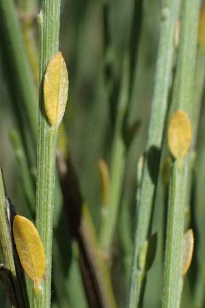 Cytisus multiflorus \ Vielbl�tiger Gei�klee / White Broom, D Frankfurt Airport 19.7.2025