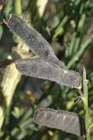 Cytisus multiflorus \ Vielbl�tiger Gei�klee / White Broom, D Frankfurt Airport 19.7.2025