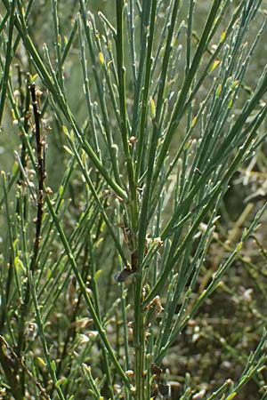 Cytisus multiflorus \ Vielbl�tiger Gei�klee / White Broom, D Frankfurt Airport 19.7.2025