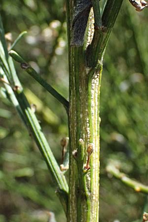 Cytisus multiflorus \ Vielbl�tiger Gei�klee / White Broom, D Frankfurt Airport 19.7.2025