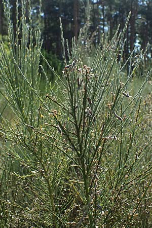 Cytisus multiflorus \ Vielbl�tiger Gei�klee / White Broom, D Frankfurt Airport 19.7.2025
