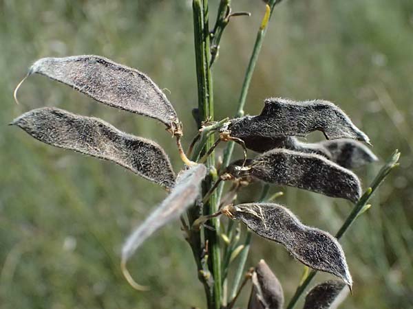 Cytisus multiflorus \ Vielbl�tiger Gei�klee / White Broom, D Frankfurt Airport 19.7.2025