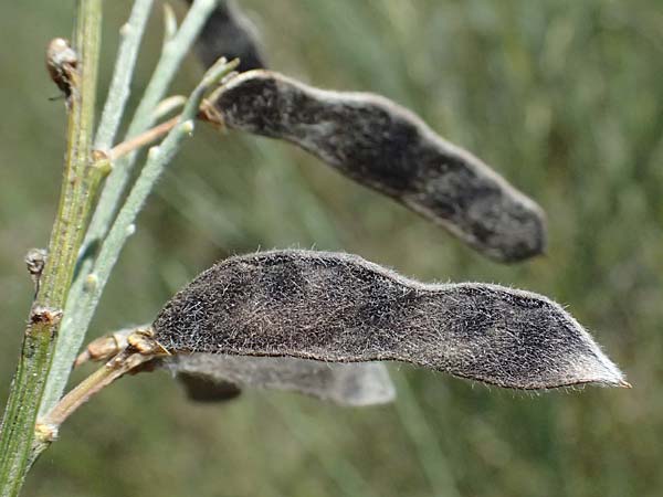 Cytisus multiflorus \ Vielbl�tiger Gei�klee / White Broom, D Frankfurt Airport 19.7.2025
