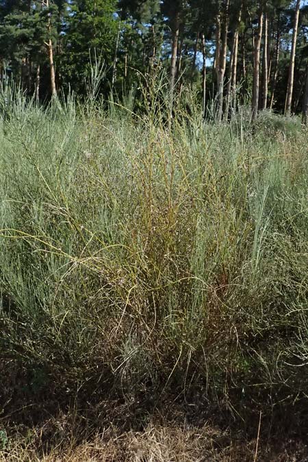 Cytisus multiflorus \ Vielbl�tiger Gei�klee / White Broom, D Frankfurt Airport 19.7.2025