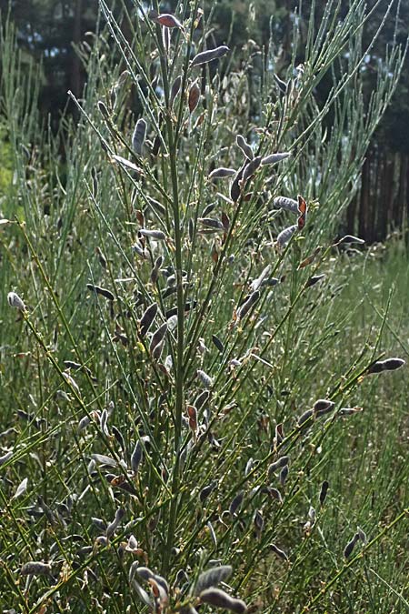 Cytisus multiflorus \ Vielbl�tiger Gei�klee / White Broom, D Frankfurt Airport 19.7.2025