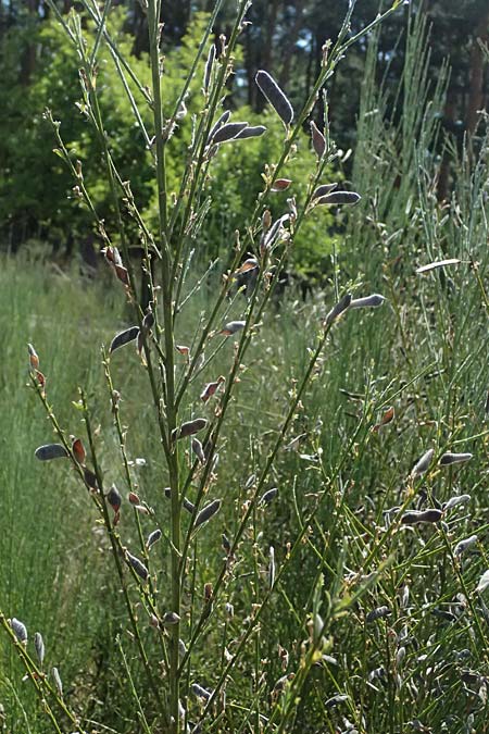 Cytisus multiflorus \ Vielbl�tiger Gei�klee / White Broom, D Frankfurt Airport 19.7.2025