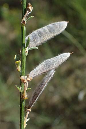 Cytisus multiflorus \ Vielbl�tiger Gei�klee / White Broom, D Frankfurt Airport 19.7.2025