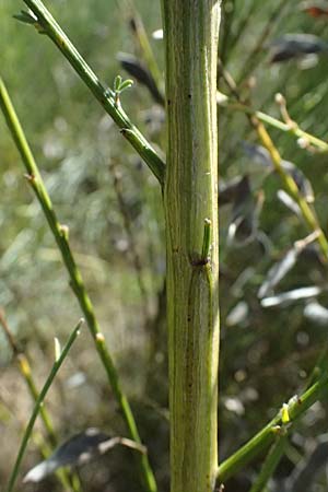 Cytisus multiflorus \ Vielbl�tiger Gei�klee / White Broom, D Frankfurt Airport 19.7.2025