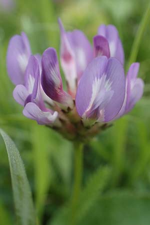 Astragalus danicus, Purple Milk-Vetch