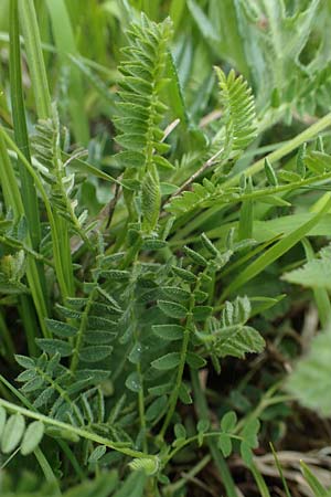 Astragalus danicus \ D�nischer Tragant / Purple Milk-Vetch, D Neuleiningen 28.5.2021