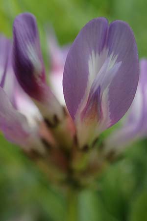 Astragalus danicus \ D�nischer Tragant / Purple Milk-Vetch, D Neuleiningen 28.5.2021
