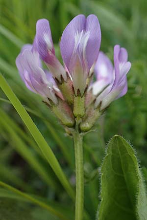 Astragalus danicus \ D�nischer Tragant / Purple Milk-Vetch, D Neuleiningen 28.5.2021