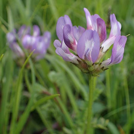 Astragalus danicus \ D�nischer Tragant / Purple Milk-Vetch, D Neuleiningen 28.5.2021