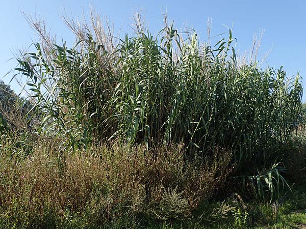 Arundo donax \ Pfahlrohr, Spanisches Rohr / Giant Reed, D Ludwigshafen 2.9.2021