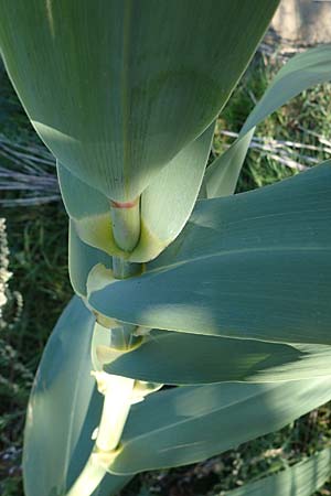 Arundo donax \ Pfahlrohr, Spanisches Rohr / Giant Reed, D Ludwigshafen 2.9.2021