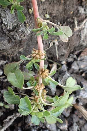 Amaranthus blitum subsp. emarginatus \ Kerb-Fuchsschwanz, Ausgerandeter Amaranth / Pigweed, D B&uuml;rstadt 30.9.2016