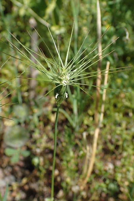 Aegilops geniculata \ Geknieter Walch, Eif�rmiger Walch / Bent Goatgrass, D  2.6.2023
