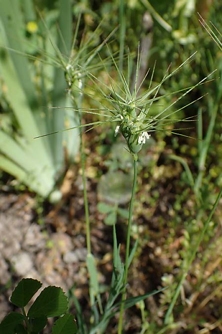 Aegilops geniculata \ Geknieter Walch, Eif�rmiger Walch / Bent Goatgrass, D  2.6.2023