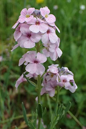 Aethionema grandiflorum \ Gro�bl�tiges Steint�schel, D Botan. Gar.  Universit.  Ulm 26.5.2025