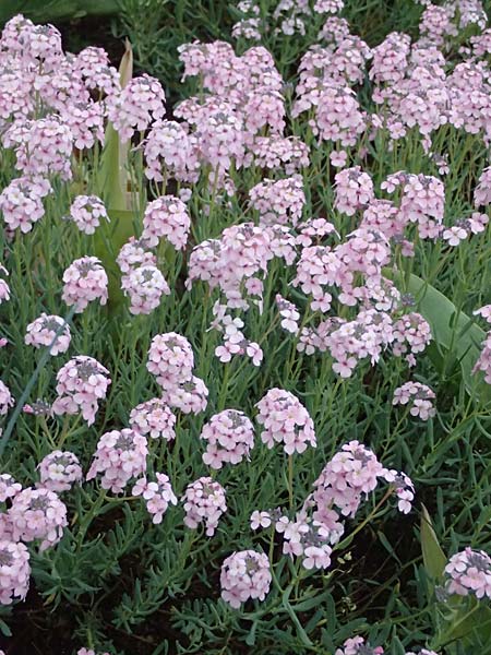 Aethionema grandiflorum \ Gro�bl�tiges Steint�schel, D Botan. Gar.  Universit.  Ulm 26.5.2025
