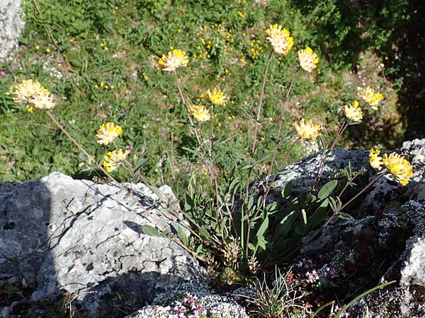 Anthyllis vulneraria subsp. alpestris \ Alpen-Wundklee, D Fridingen 3.6.2015