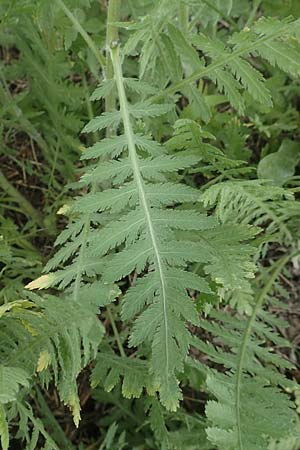 Achillea filipendulina \ Farnbl�ttrige Schafgarbe, Goldgarbe / Fernleaf Yarrow, D Mannheim 5.8.2017