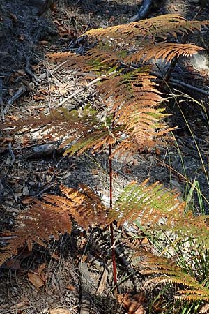 Pteridium aquilinum, Bracken