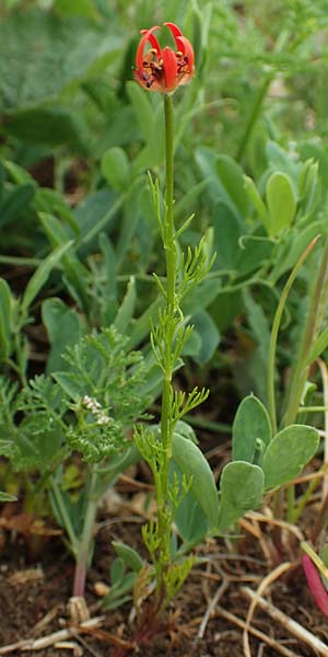 Adonis flammea \ Flammen-Adonisr�schen / Flame Adonis, D Neuleiningen 25.5.2020