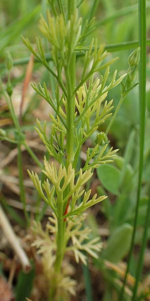Adonis flammea \ Flammen-Adonisr�schen / Flame Adonis, D Neuleiningen 25.5.2020