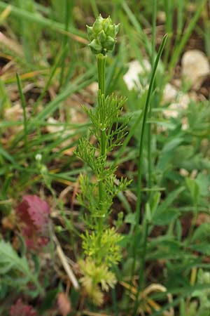 Adonis aestivalis \ Sommer-Adonisr�schen / Summer Pheasant's Eye, D Neuleiningen 25.5.2020