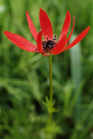 Adonis flammea \ Flammen-Adonisr�schen / Flame Adonis, D Neuleiningen 28.5.2021