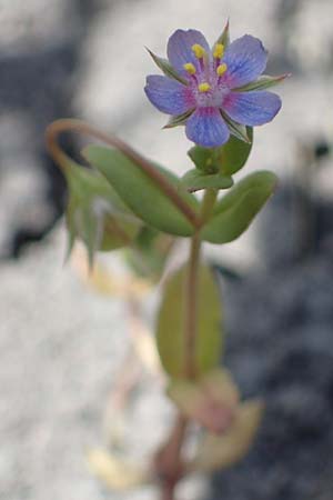 Lysimachia foemina, Blue Pimpernel