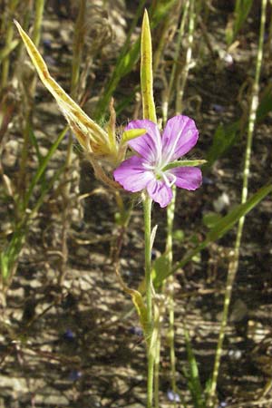 Agrostemma linicola \ Lein-Rade, D Botan. Gar.  Universit.  Mainz 4.8.2007