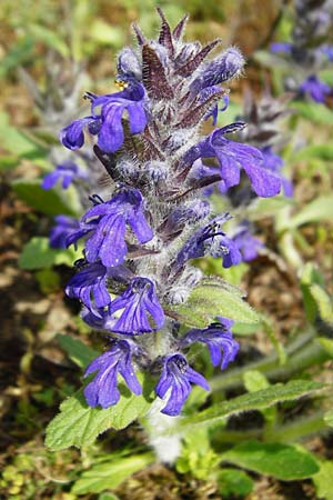 Ajuga genevensis \ Genfer G�nsel, Heide-G�nsel / Blue Bugle, D Mannheim 29.4.2015