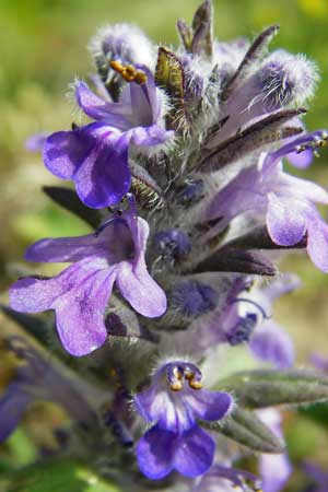 Ajuga genevensis \ Genfer G�nsel, Heide-G�nsel / Blue Bugle, D Mannheim 29.4.2015