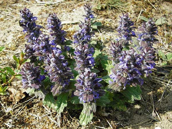 Ajuga genevensis \ Genfer G�nsel, Heide-G�nsel / Blue Bugle, D Mannheim 29.4.2015