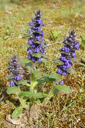 Ajuga genevensis, Blue Bugle