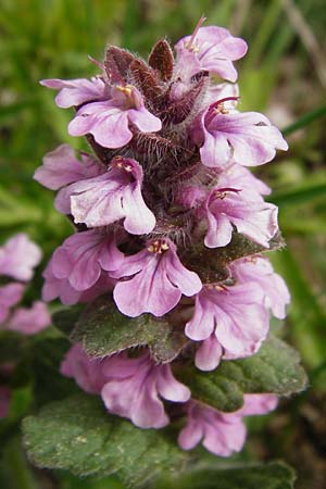 Ajuga genevensis \ Genfer G�nsel, Heide-G�nsel / Blue Bugle, D N&uuml;dlingen 9.5.2015