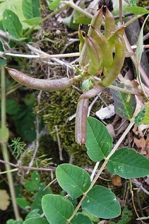Astragalus glycyphyllos \ B�renschote, D Gerolzhofen-Sulzheim 18.7.2015