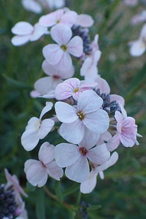 Aethionema grandiflorum \ Gro�bl�tiges Steint�schel, D Botan. Gar.  Universit.  Heidelberg 21.4.2016